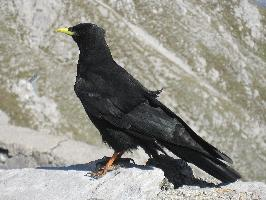 Photo: Alpine chough