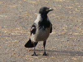 Photo: Hooded crow