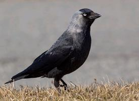 Photo: Western jackdaw