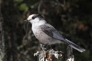 Photo: Canada jay