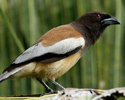 Photo: Rufous treepie