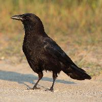 Photo: American crow