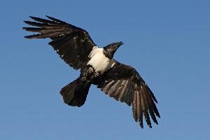 Photo: Pied crow