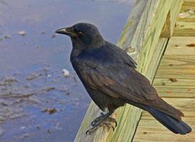 Photo: Fish crow