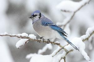 Photo: Blue jay