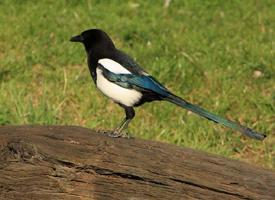 Photo: Eurasian magpie