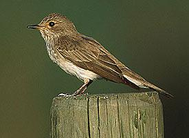 Photo: Spotted flycatcher