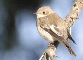 Photo: European pied flycatcher