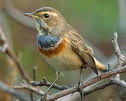 Photo: Bluethroat