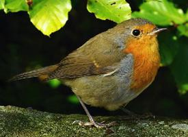 Photo: European robin