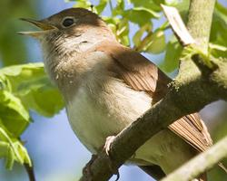 Photo: Common nightingale