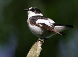 Photo: Collared flycatcher