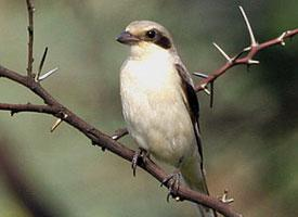 Photo: Lesser grey shrike