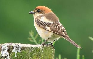 Photo: Woodchat shrike