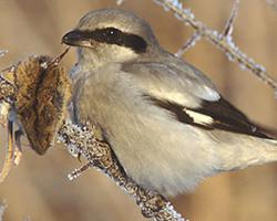 Photo: Great grey shrike