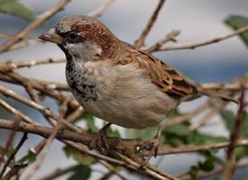 Photo: House sparrow