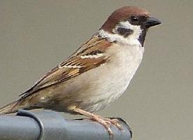 Photo: Eurasian tree sparrow