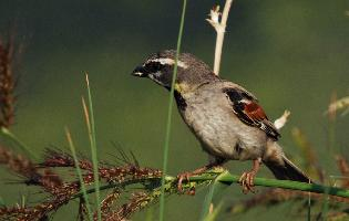 Photo: Dead sea sparrow