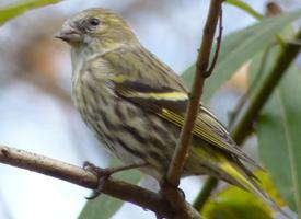 Photo: Eurasian siskin