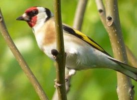 Photo: European goldfinch