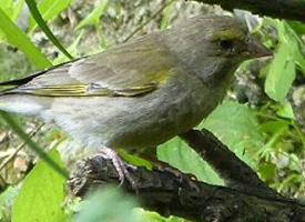 Photo: European greenfinch