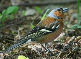 Photo: Eurasian chaffinch