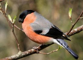 Photo: Eurasian bullfinch