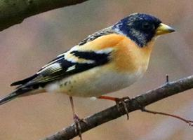 Photo: Brambling