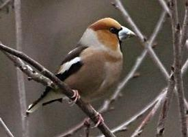 Photo: Hawfinch