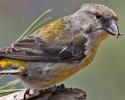 Photo: Red crossbill