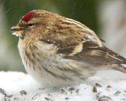 Photo: Common redpoll