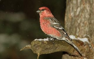 Photo: Pine grosbeak