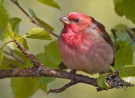 Photo: Common rosefinch