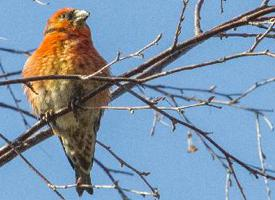 Photo: Parrot crossbill