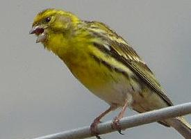 Photo: European serin