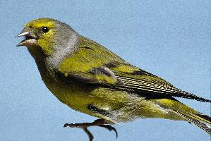 Photo: Citril finch