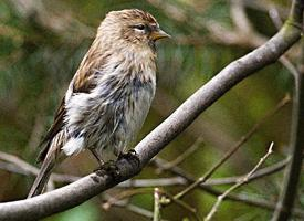 Photo: Lesser redpoll