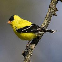 Photo: American goldfinch