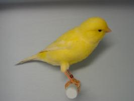 Photo: Atlantic canary