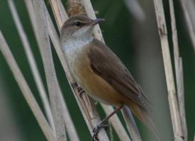 Photo: Common reed warbler