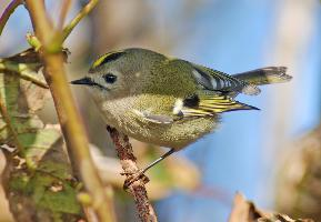 Photo: Goldcrest