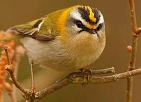 Photo: Common firecrest