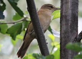 Photo: Great reed warbler