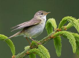 Photo: Willow warbler