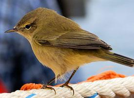 Photo: Common chiffchaff