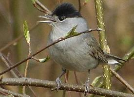 Photo: Eurasian blackcap