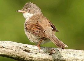 Photo: Common whitethroat