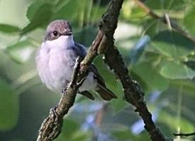 Photo: Lesser whitethroat