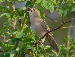 Photo: Common grasshopper warbler