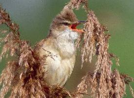 Photo: Marsh warbler